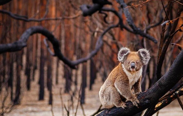 Koala in their natural habitat after a bushfire