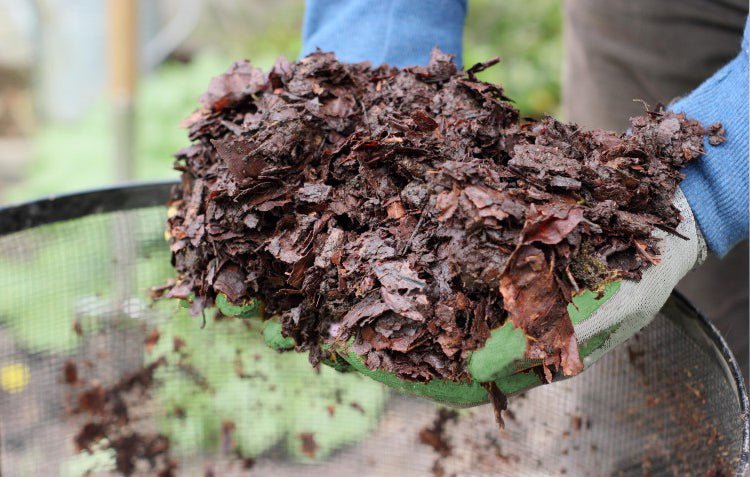 person wearing gloves holding leaf mould