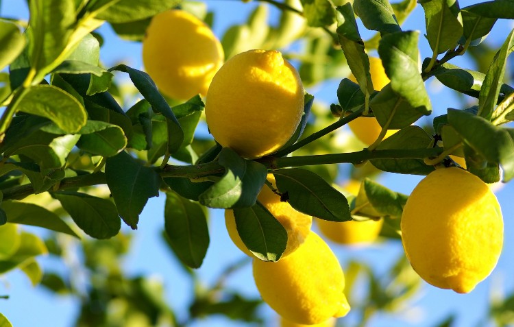 How To Grow Citrus Trees