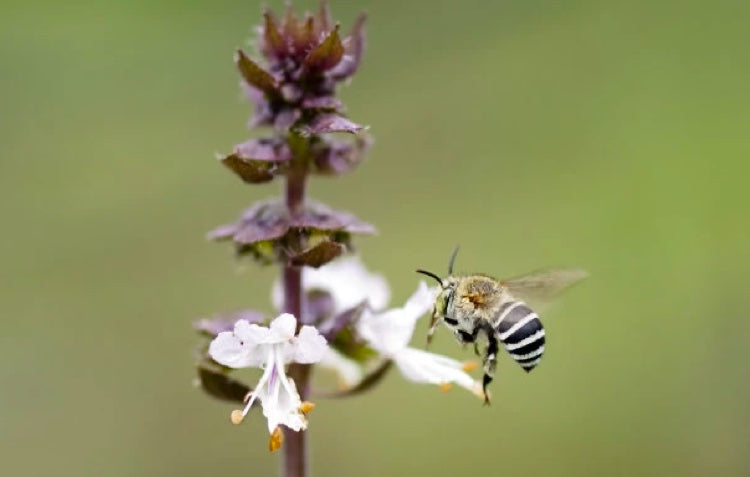 Create a Bee-friendly Garden