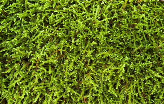 moss-texture