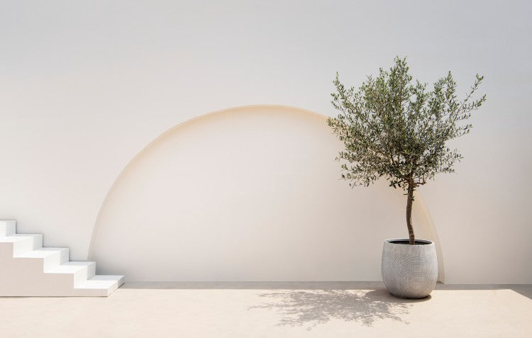 olive trees in pot