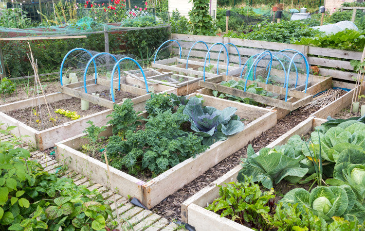 How to start your own organic vegetable patch