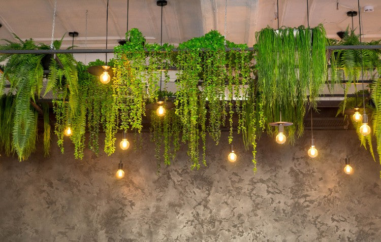 hanging indoor plants
