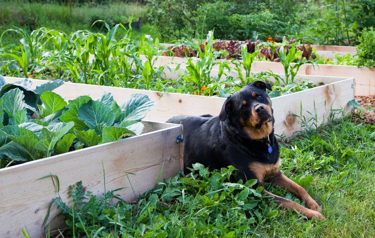 Raised Bed Gardening