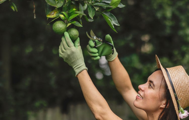 Fresh fruit off tree ready to be picked by gardener