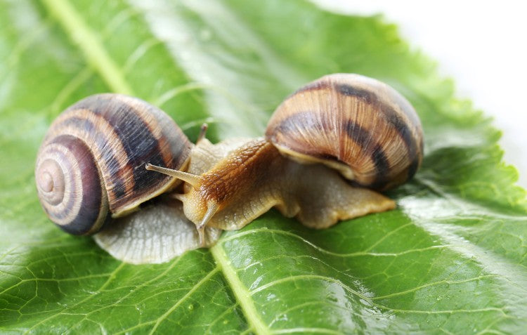 how-to-control-slugs-and-snails