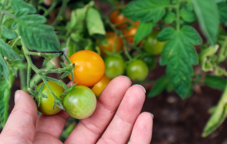 tomato-fruit-hand