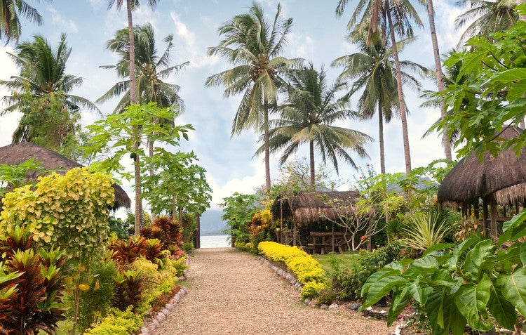 How To Grow A Tropical Garden