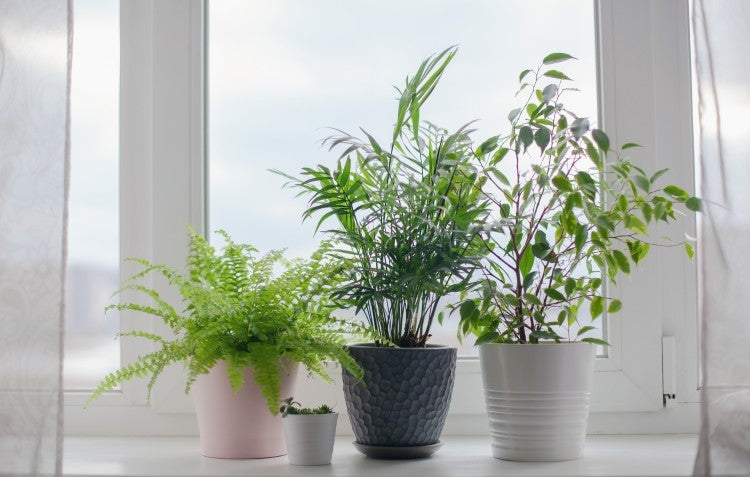 Windowsill Gardens for Beginners