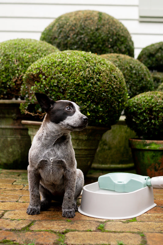 A cute image of a cattle dog puppy sitting on a brick path next to a beige and green pet water bowl connected to a garden hose, with round hedges in pots in the background.
