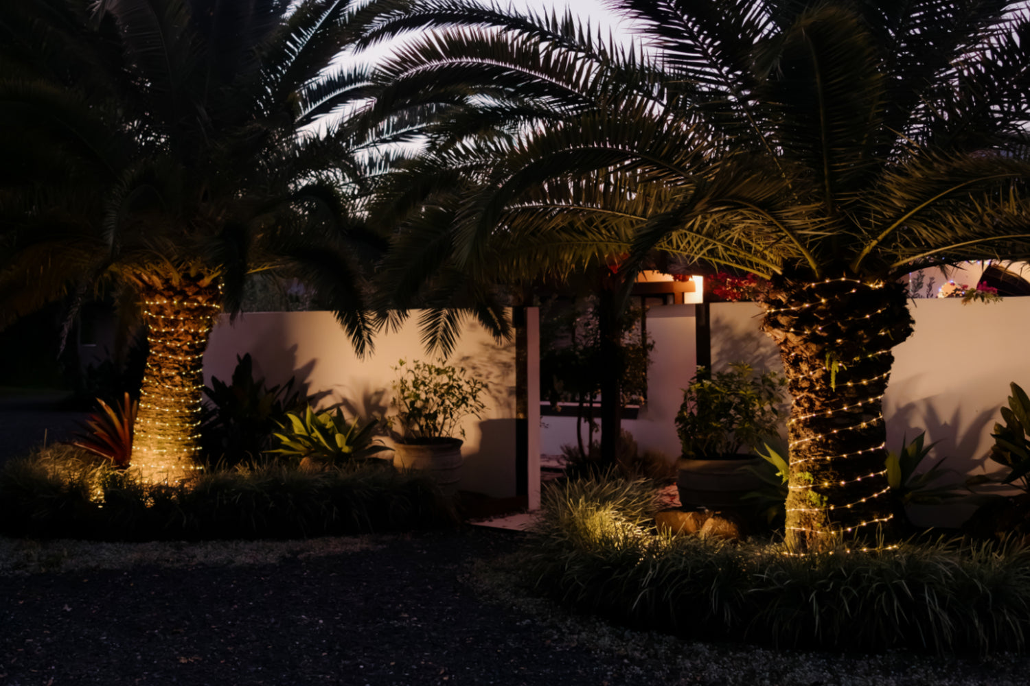 Palm trees with Hoselink solar rope lights wrapped around the trunk in front of a wall at dusk