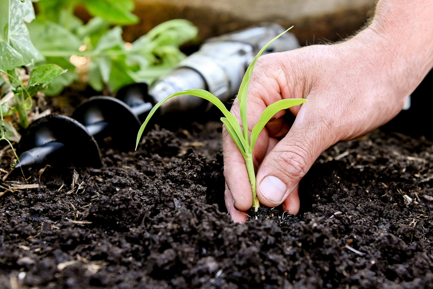 person holding small plant with garden drill auger in the background of veggie bed