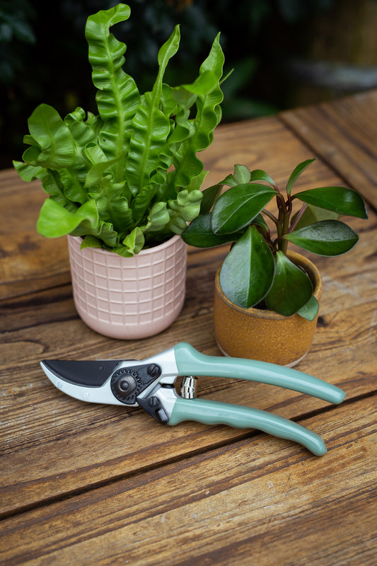 Sage green secateurs sitting on wooden bench next to two plants in pots