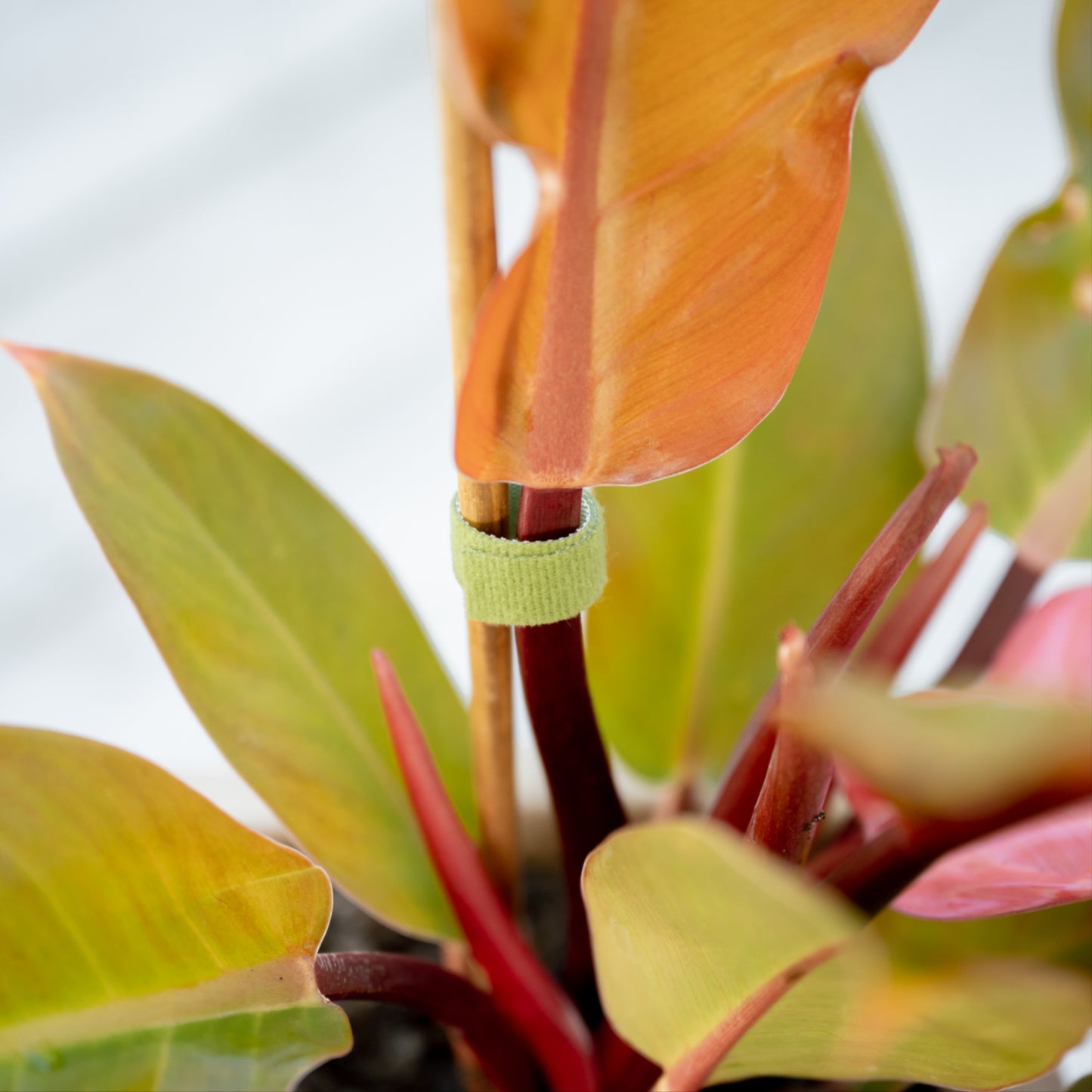 Reusable Hook and Loop Plant Tie holding a stem to a stake