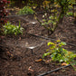 adjustable spray irrigation kits watering a large garden bed with several plants