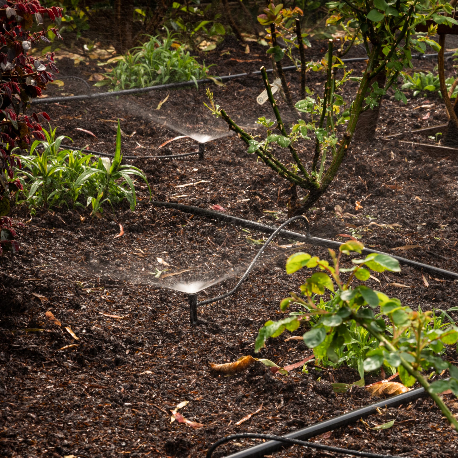 adjustable spray irrigation kits watering a large garden bed with several plants