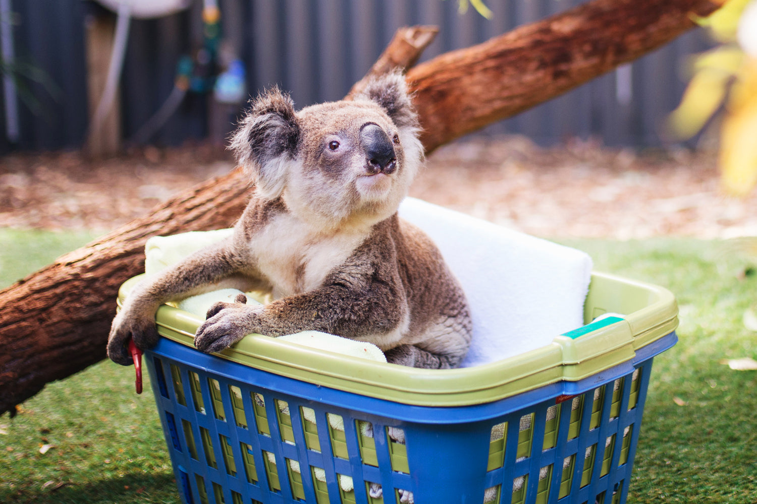 Koala in basket at the Port Stephens Koala Sanctuary