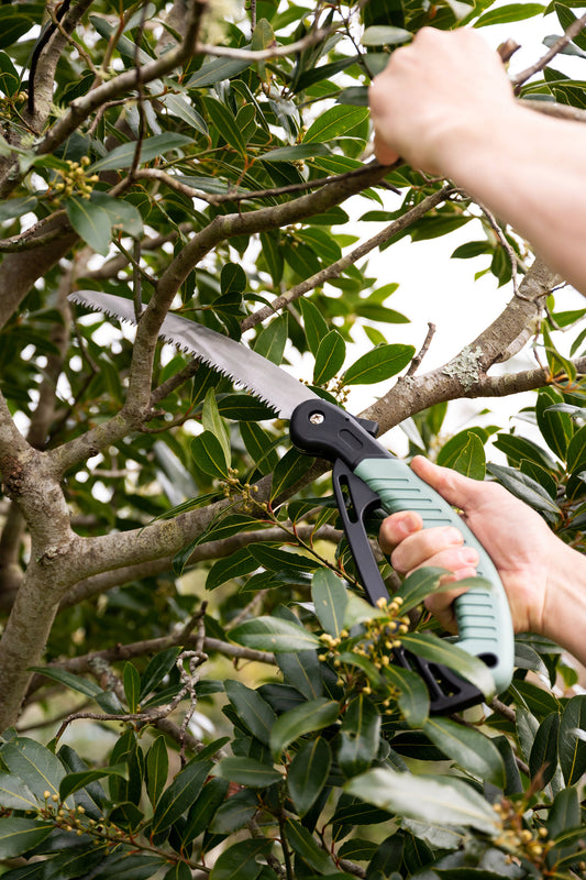 Close-up of green pruning saw being used by horticulturist Ben Hayman on apple tree
