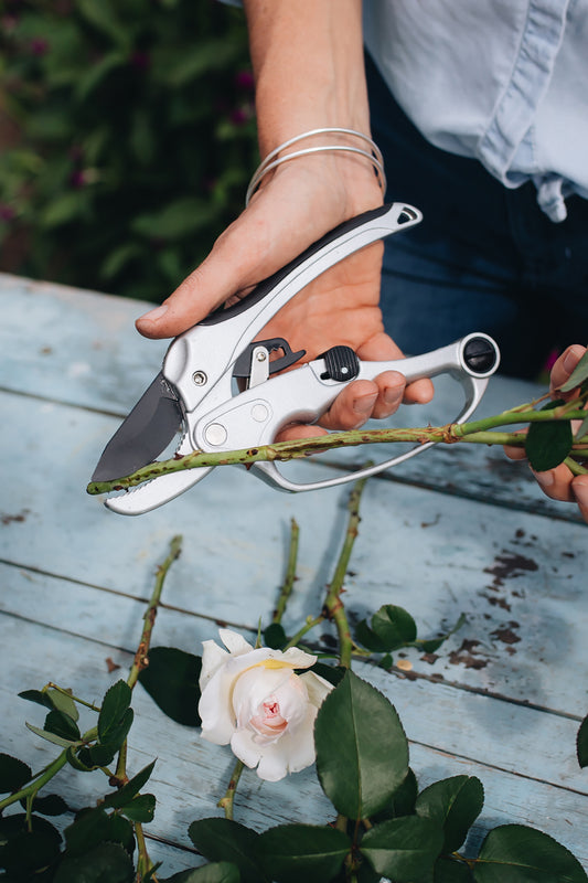 person using ratchet pruners to prune roses