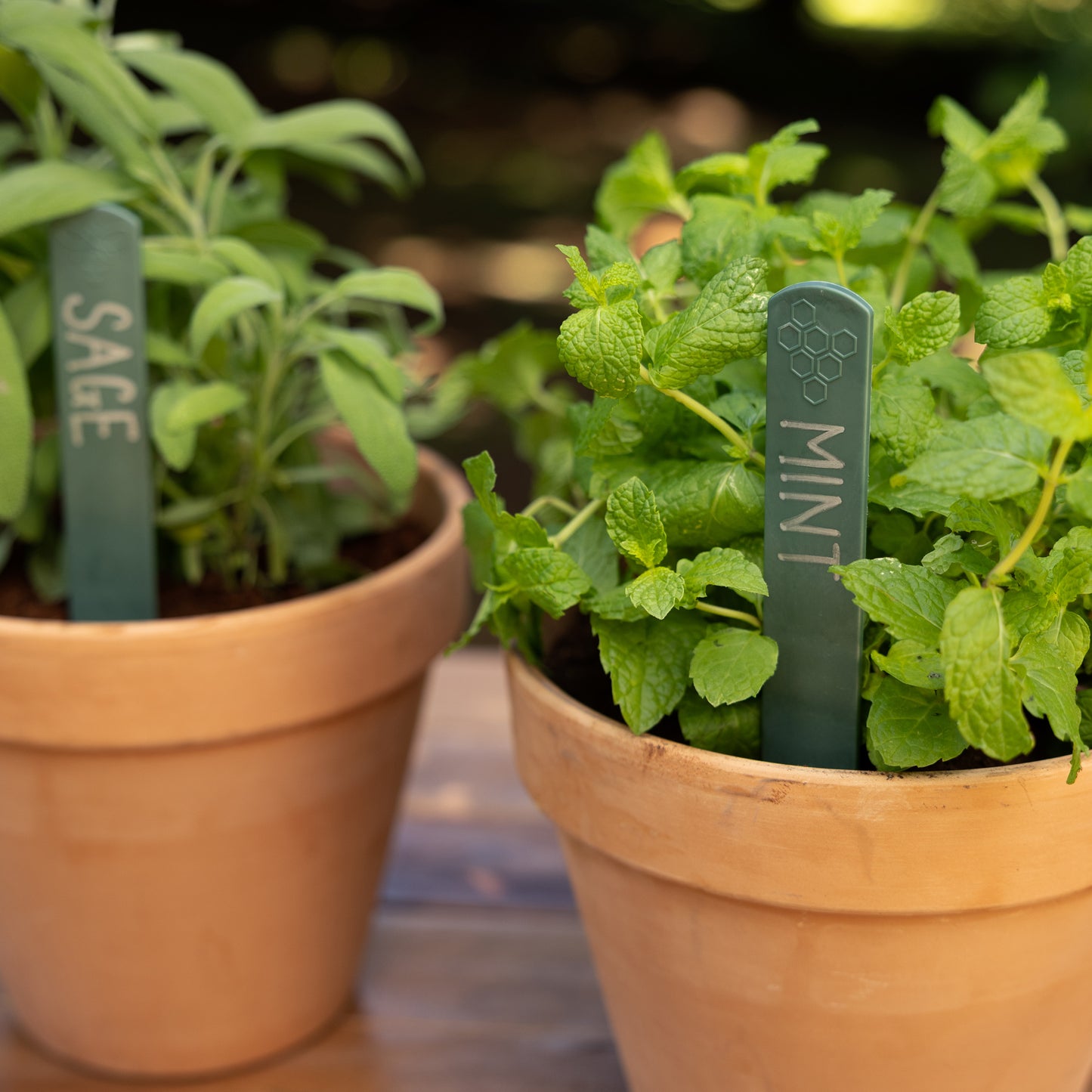 Two sage green plastic plant labels in terracotta pots filled with herbs