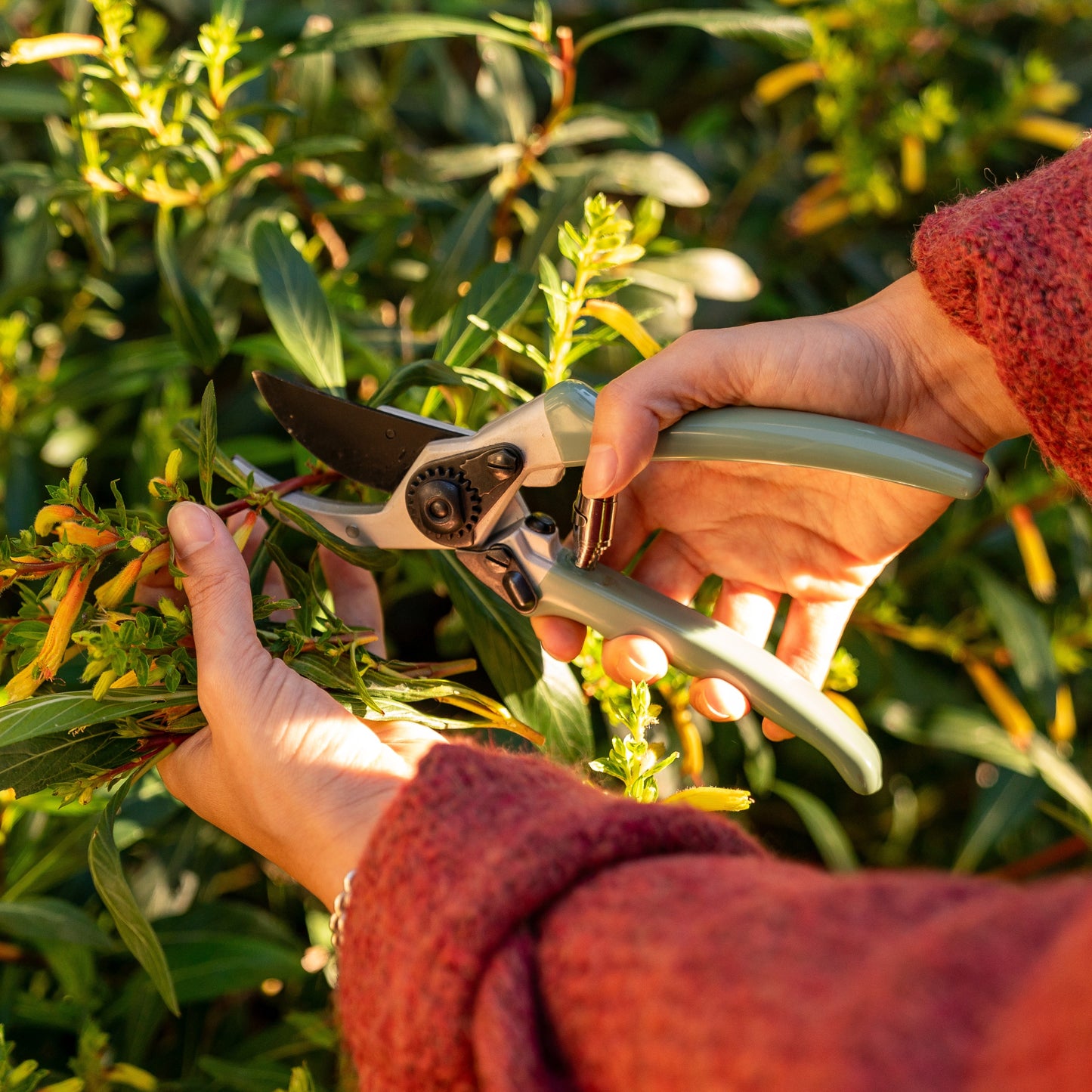 Person pruning a plant with sage garden secateurs in a garden setting