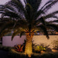 Warm white solar LED rope light wrapped around palm tree trunk in front of wall