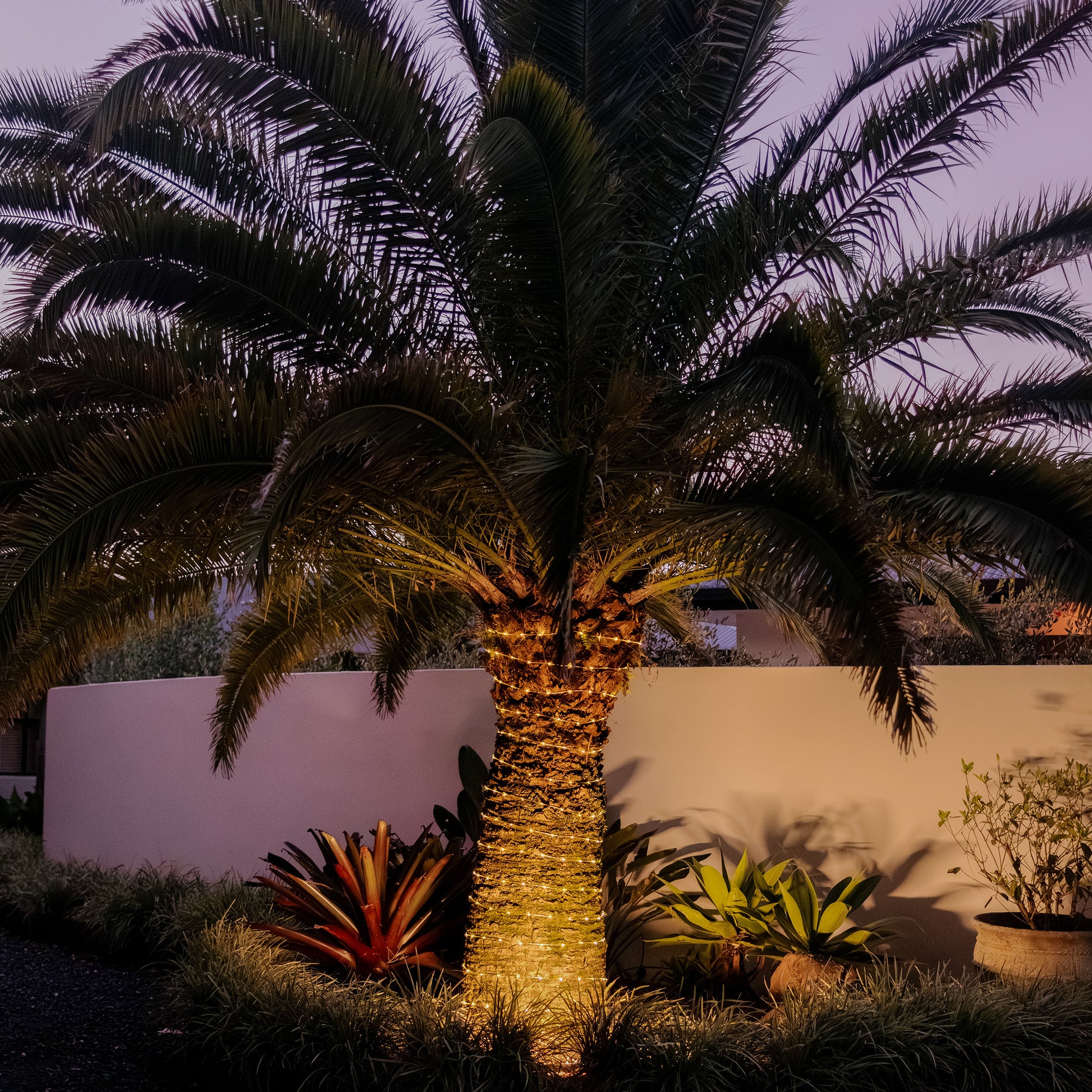 Warm white solar LED rope light wrapped around palm tree trunk in front of wall