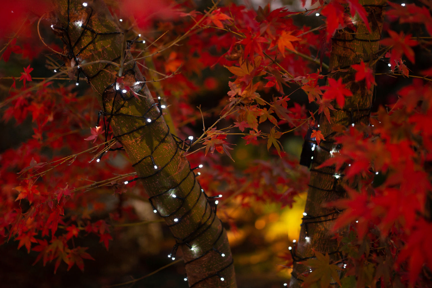 Cool white solar fairy lights wrapped around a tree with beautiful red autumn leaves