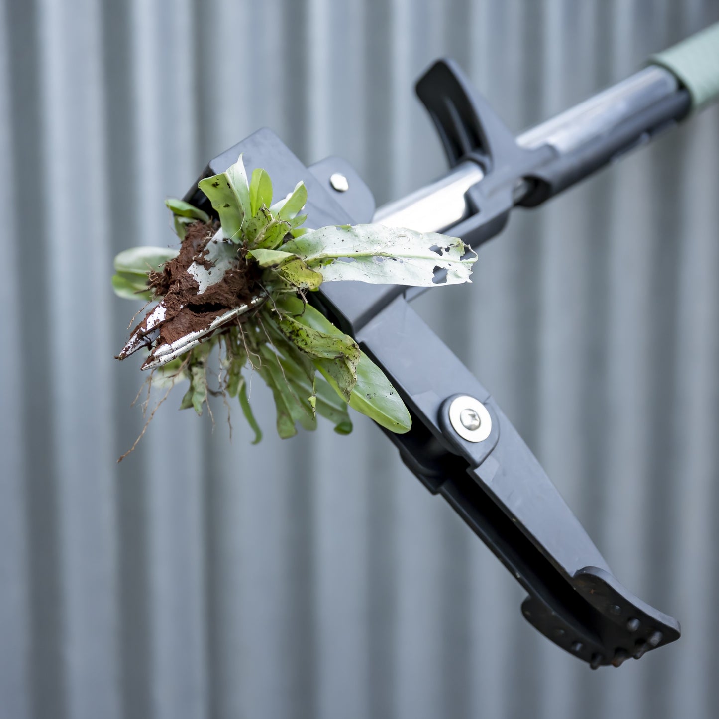 Close-up of a removed weed in the teeth of a stan-up weed puller
