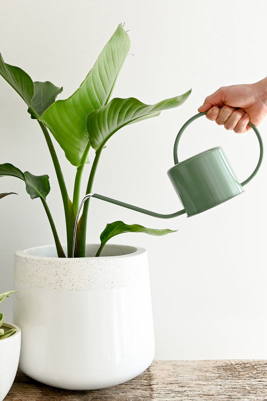 hand holding indoor watering can watering indoor plant