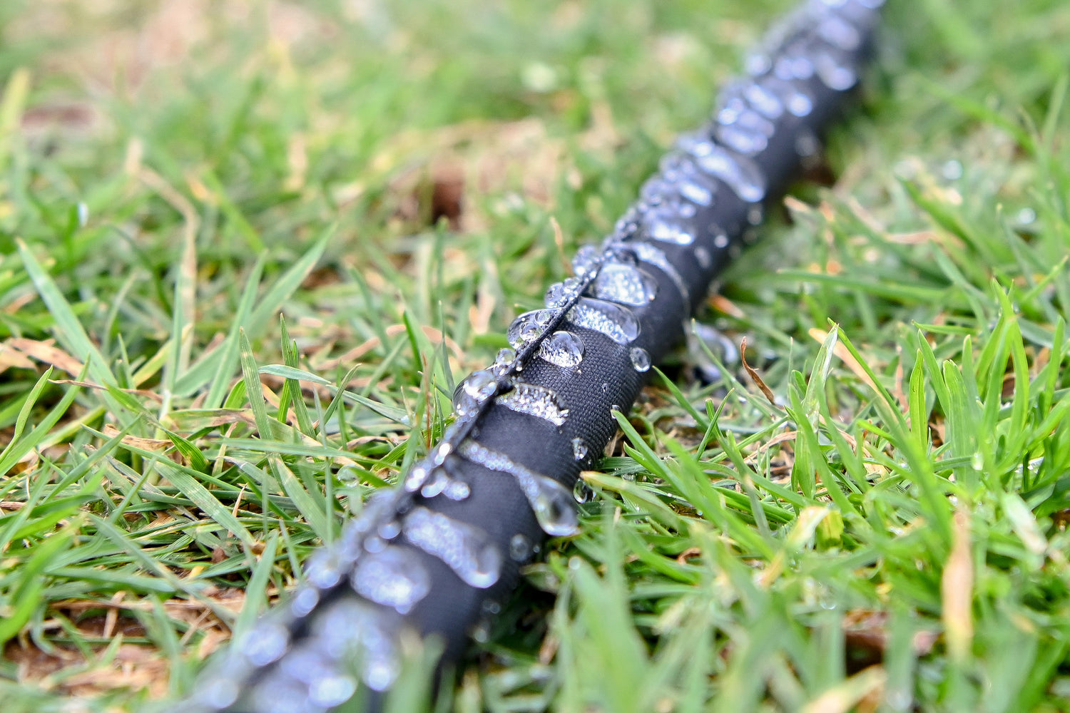 Close-up of water coming out of a black weeper hose laid on a lawn