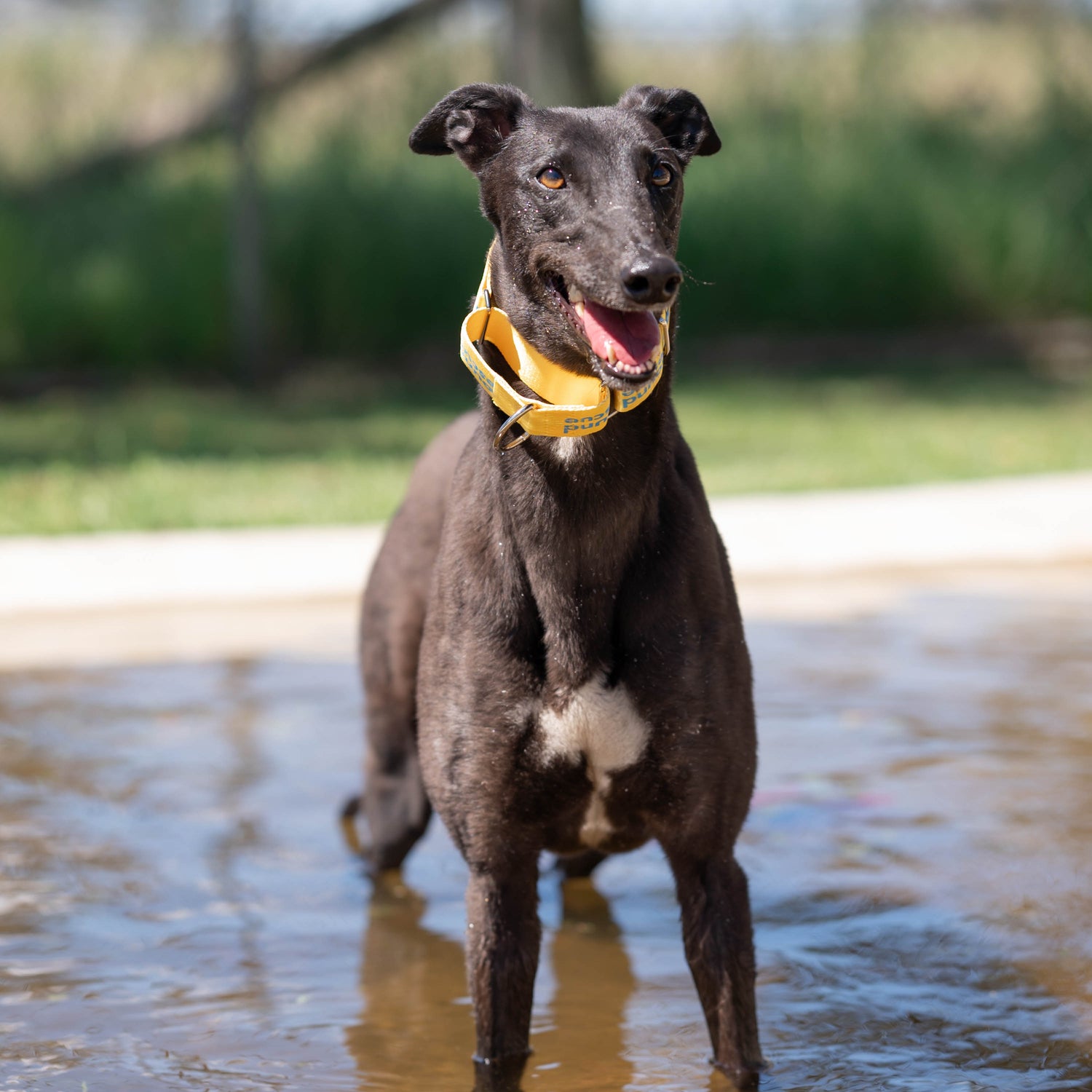 greyhound dog in splash pool smiling