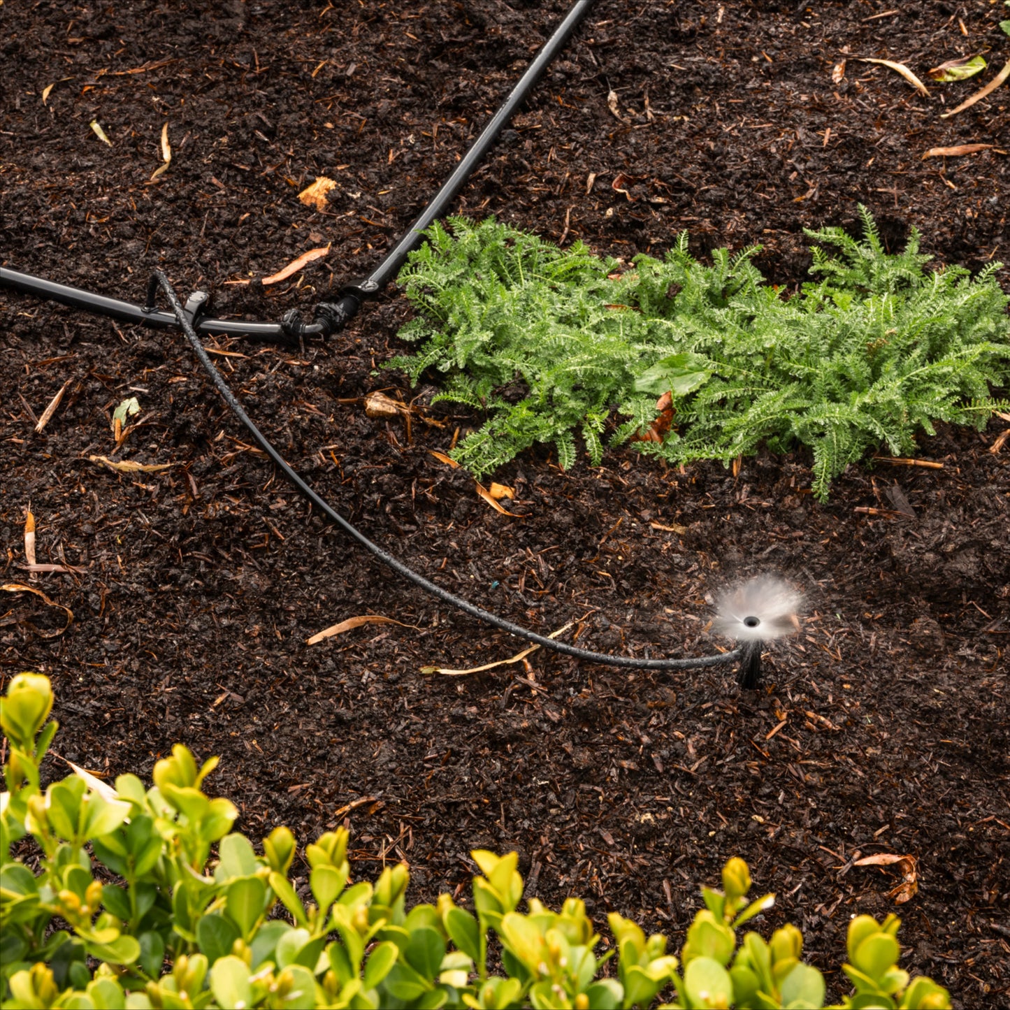 Spray irrigation system in a garden with plants and soil.