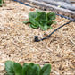 Drip irrigation system watering plants growing on straw mulch