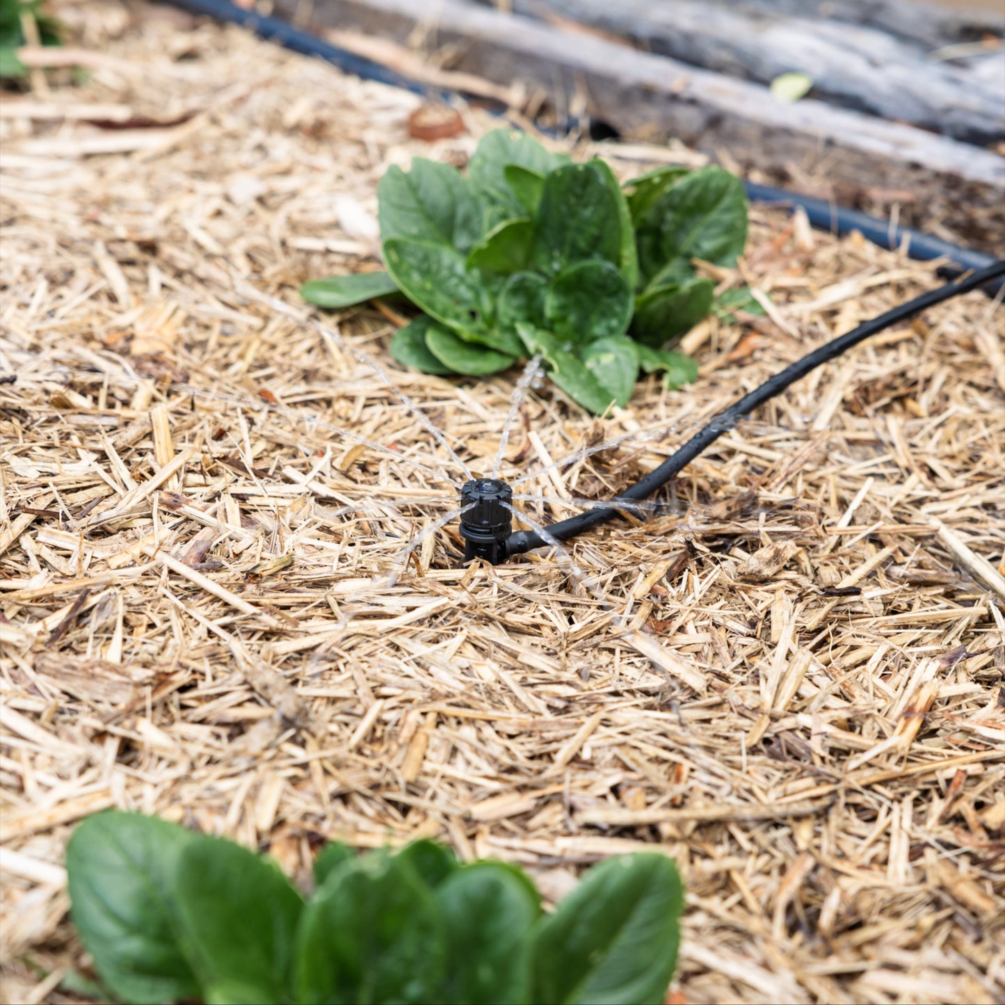 Drip irrigation system watering plants growing on straw mulch