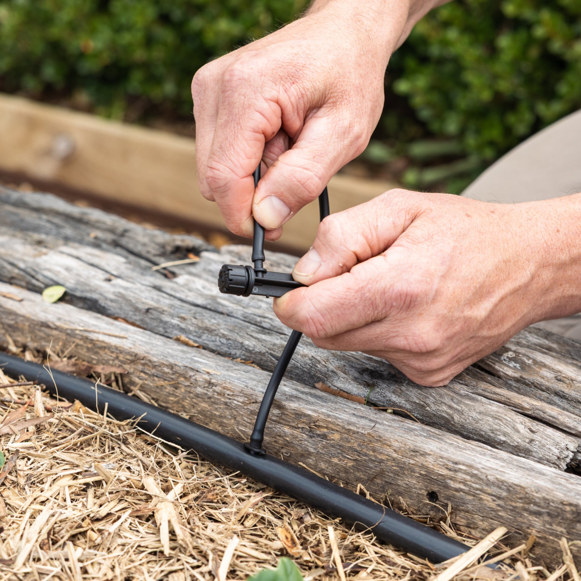 person fitting irrigation micro tubing to a drip head along the edge of a wooden garden bed with a green hedge in the background