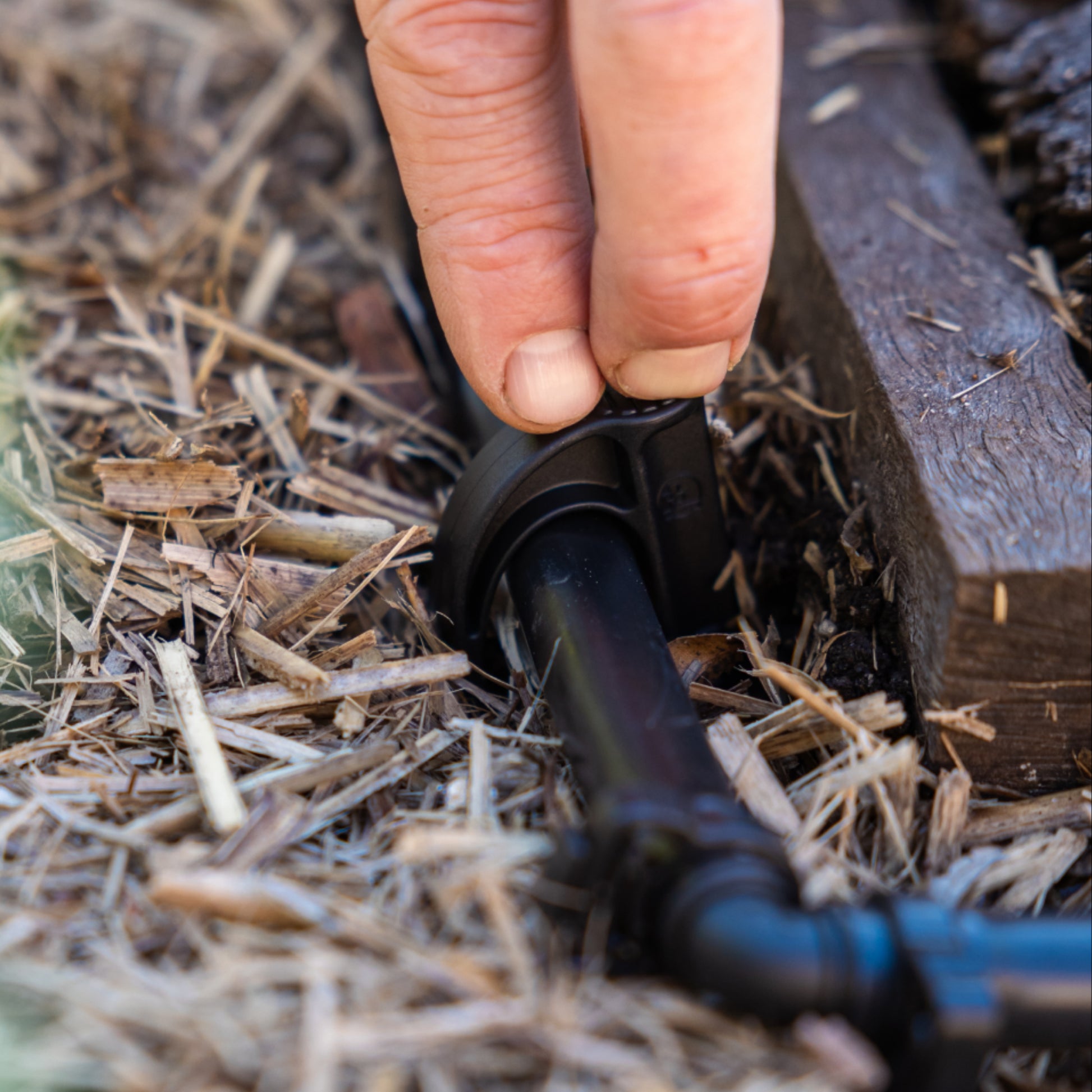 Cloes-up of a hand pushing the top of an irrigation hold down spike over poly pipe in a garden bed with soil