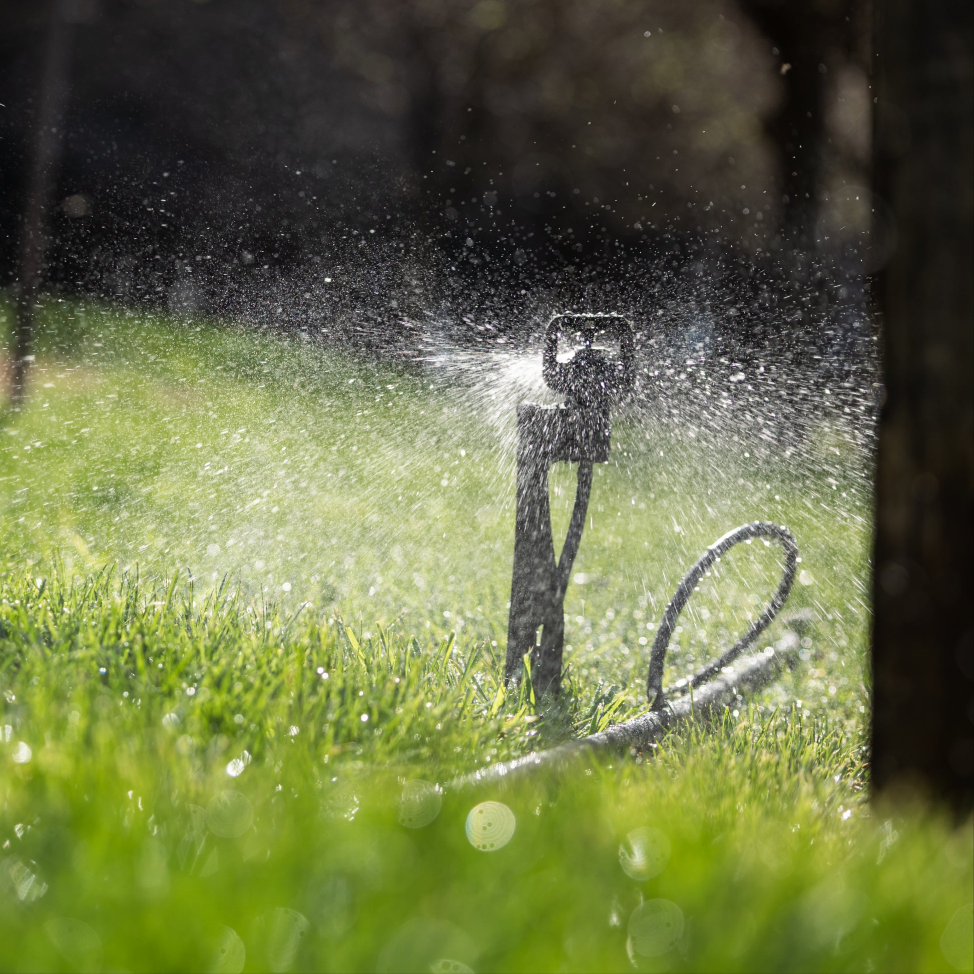 Under tre sprinkler spike spraying water on grass and base of tree