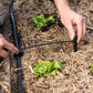 Person using micro irrigation tubing to install an emitter in a garden bed filled with straw mulch