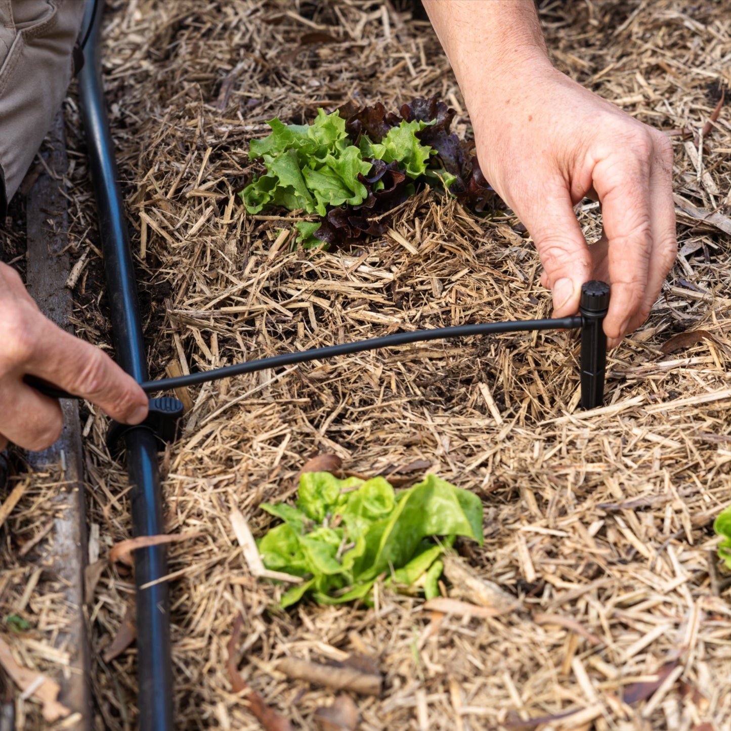 Person using micro irrigation tubing to install an emitter in a garden bed filled with straw mulch