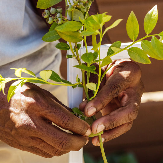 Two hand attaching a small branch to a trellis, close up.
