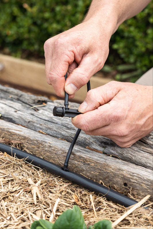 person fitting irrigation micro tubing to a drip head along the edge of a wooden garden bed with a green hedge in the background