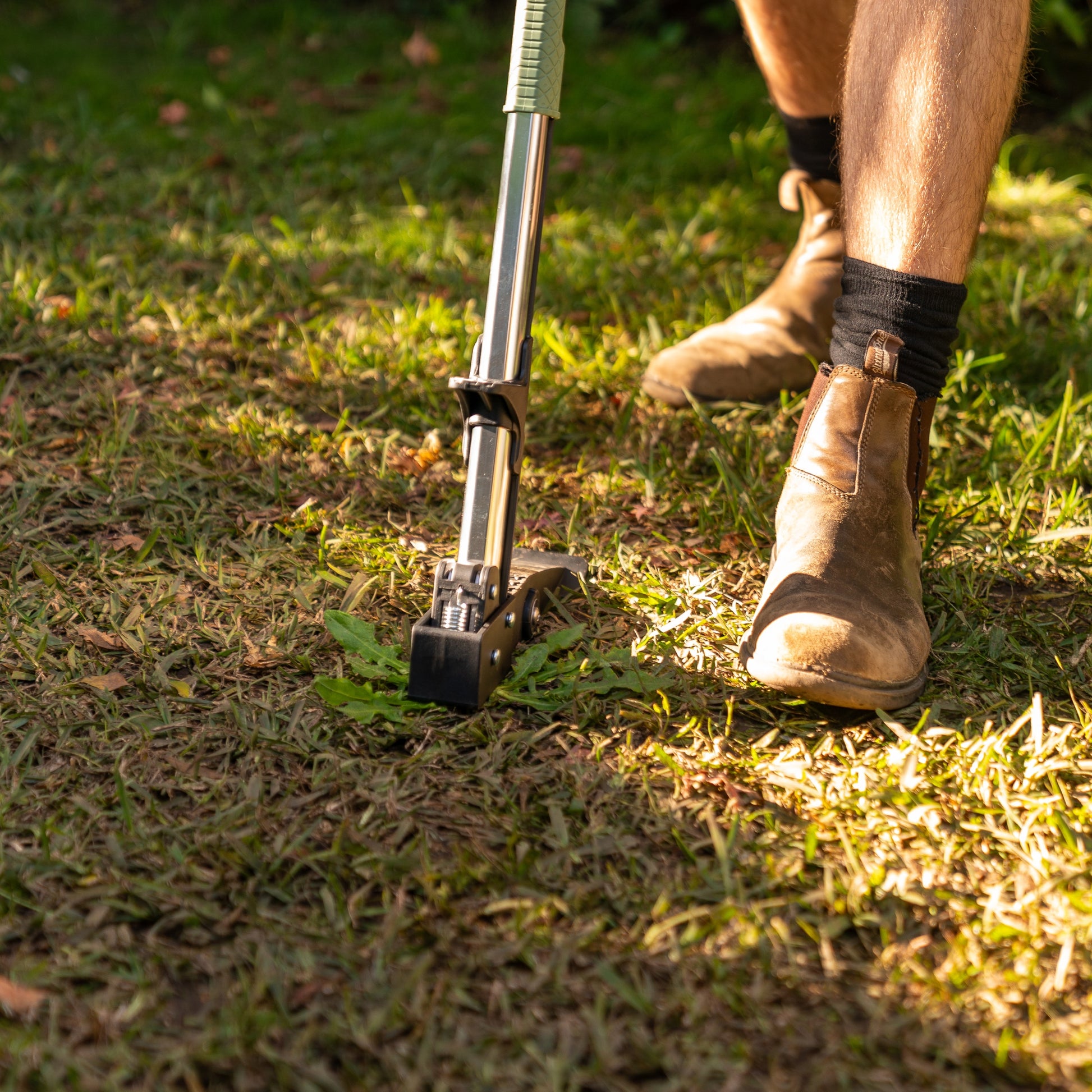 Close-up of stand-up weed puller beig pushed into lawn over a weed