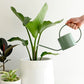 Indoor Watering Can