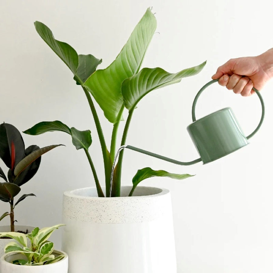Indoor Watering Can