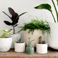 Indoor Plant Mister