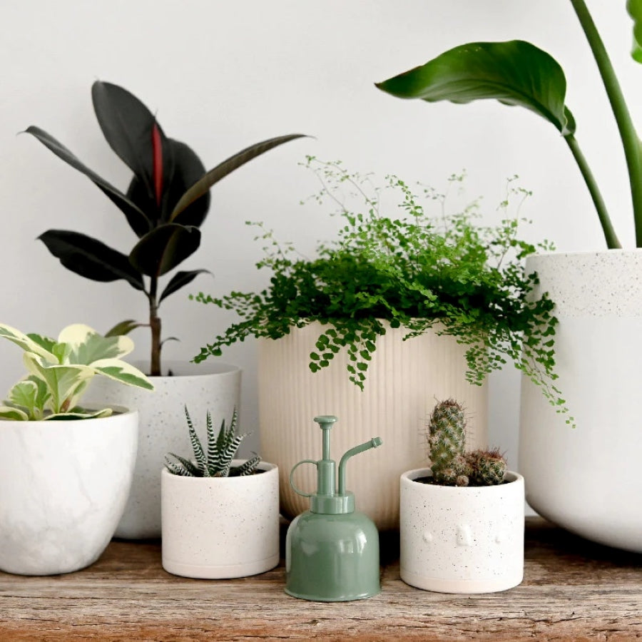 Indoor Plant Mister