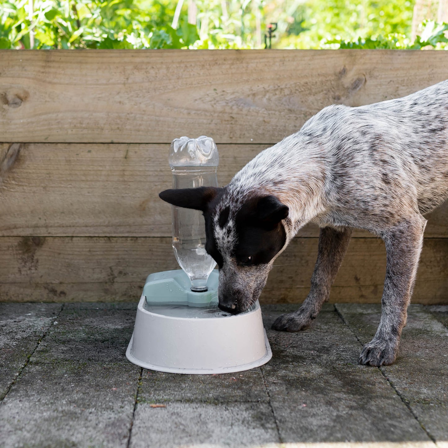 Auto-fill Pet Bowl + 1.5m Hose & Tap Connector