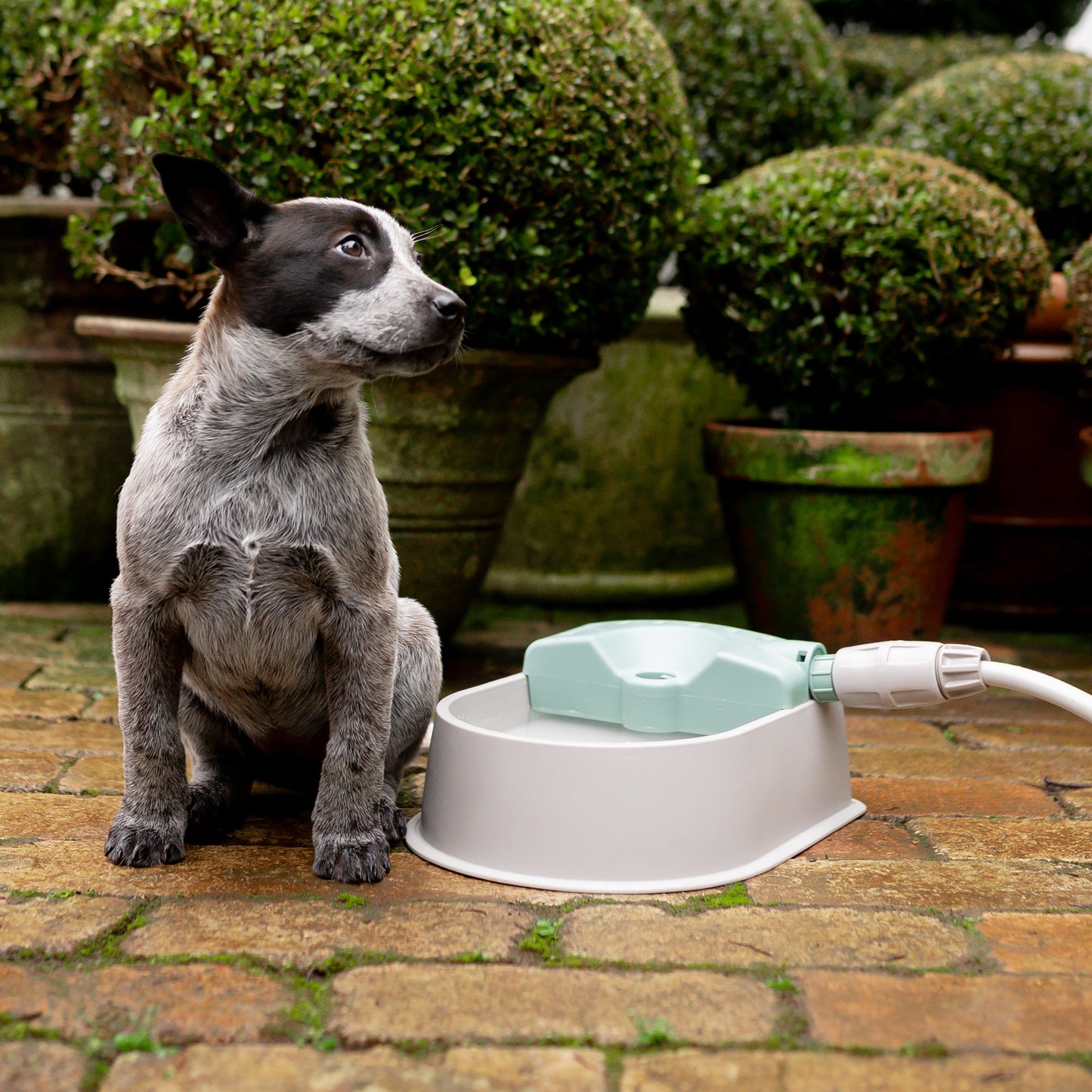 Auto-fill Pet Water Bowl with 1.5m Hose & Tap Connector